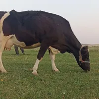 گاو گوساله هلشتاین|حیوانات مزرعه|دهگلان, |دیوار