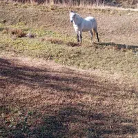 اسب مادیان 6ساله|اسب و تجهیزات اسب‌سواری|ارومیه, |دیوار