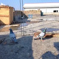 کبوتر آلمانی و رنگی ساده|پرنده|گنبد کاووس, |دیوار