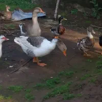 فروش تعدادی غاز و اردک تخم‌گذار