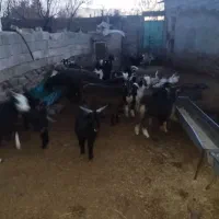 بزغاله نر ماده|حیوانات مزرعه|پیشخور, |دیوار