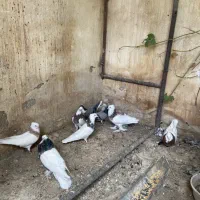 طوقی|پرنده|اصفهان, خواجو|دیوار