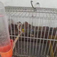 سهره قفسی نشوندار معاوضه