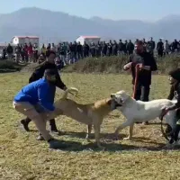 واگذاری سگ سرابی|سگ|اردبیل, |دیوار