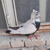 چند کبوتر|پرنده|بهبهان, |دیوار