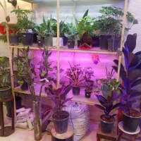 مغازه گلفروشی