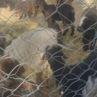 فروش حیوان