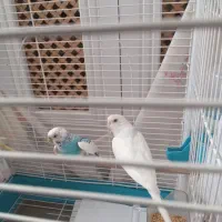 فروش مرغ عشق