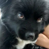 واگذاری سگ نژاد اشپیتز