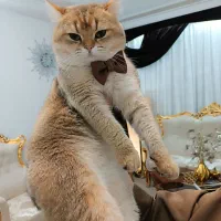 بریتیش نر گلد جفتگیری