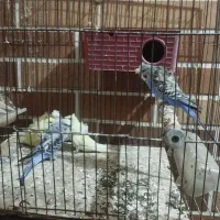 مرغ عشق پروانه ای فنچ نرگسی