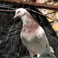 چندتا مایه کفترپرشی