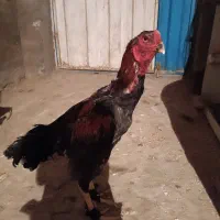 خروس لاری|حیوانات مزرعه|گنبد کاووس, |دیوار