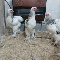 فروش خروس برهما لایت در بندرانزلی|حیوانات مزرعه|رشت, استادسرا|دیوار