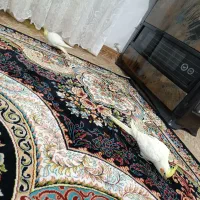 پرنده|پرنده|اشتهارد, |دیوار