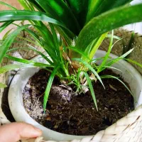 گل پاندانوس سالم|گل و گیاه طبیعی|مشهد, شهید قربانی|دیوار