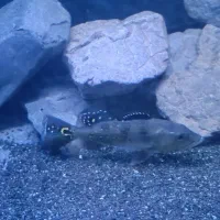 ماهی مانستر