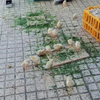 جوجه مرغ گوشتی ارگانیک