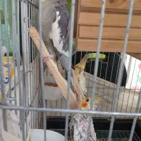 عروس هلندی|پرنده|شاهدشهر, |دیوار