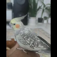 عروس هلندی ماده گمشده