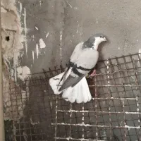 ساده، طوقی،زرد کرمونی، سار.|پرنده|مشهد, شهید قربانی|دیوار