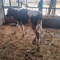 فروشی گوساله نر|حیوانات مزرعه|بوئین زهرا, |دیوار