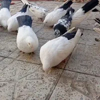 چند جفت دم سیاه خوب به فروش میرود|پرنده|زنجان, |دیوار