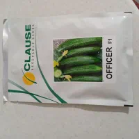 بذر خیار آفیسر