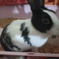 خرگوش ماده|موش و خرگوش|قم, بنیاد|دیوار