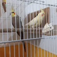 جفت عروس مولد