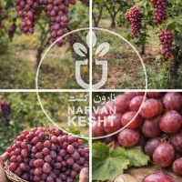 فروش همه رقم نهال با تخفیف ویژه