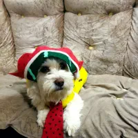 واگذاری رایگان سگ