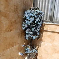 درخت بزرگ وزیبا