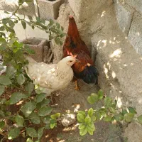 2 عدد مرغ خونگی