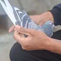 سلام ب عشق بازها