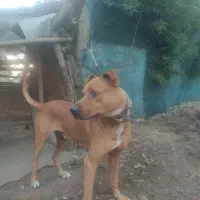 ۲ سگ نگهبان