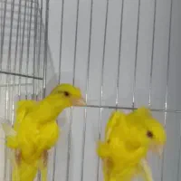 قناری جیبر جیور