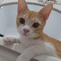 واگذاری گربه رایگان|گربه|رشت, حمیدیان|دیوار