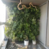 دیوار سبز(گرین وال)|خدمات باغبانی و درختکاری|قم, هنرستان|دیوار