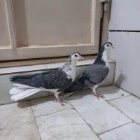 کبوتر دمگیر دوبحر دولا دمدار