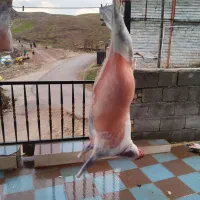 گوشت بزغاله درجه یک