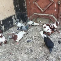 ۱۰ عدد کبوتر سالم و ارزان|پرنده|اردبیل, |دیوار