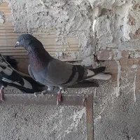 کبوتر های گرفتنی عیدی