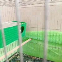 یک جفت مرغ عشق باجوجه|پرنده|اندیمشک, |دیوار