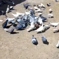 کفتر پرشی|پرنده|تربت جام, بسیجیان|دیوار