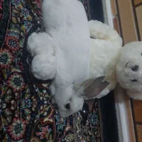 خرگوش ۶ ماهه