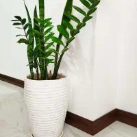 نصاب قرنیز