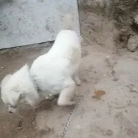 واگزاری سگ کوچولو