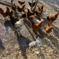 مرغ وخروس اوردک