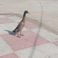 رامشیر|حیوانات|رامشیر, |دیوار